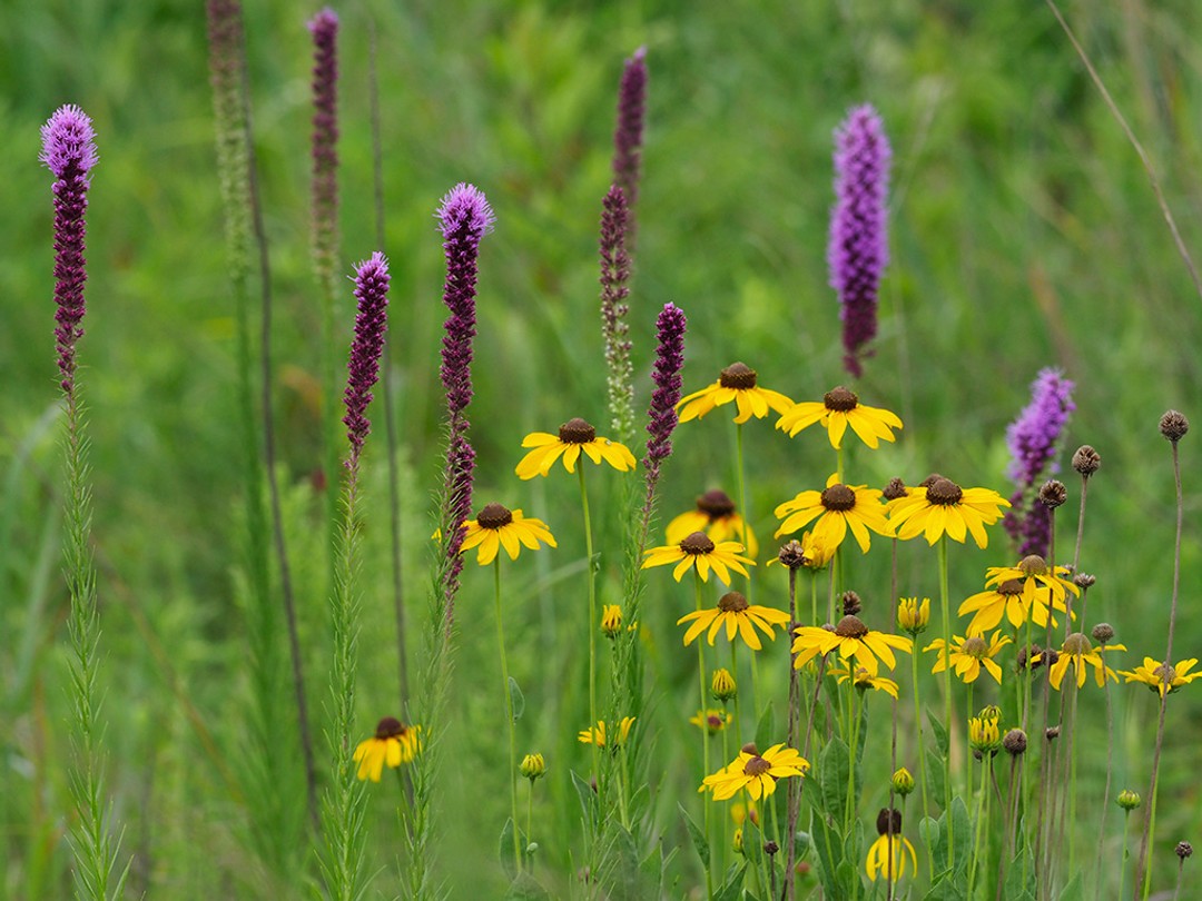 with Rudbeckia grandiflora (Tall coneflower)