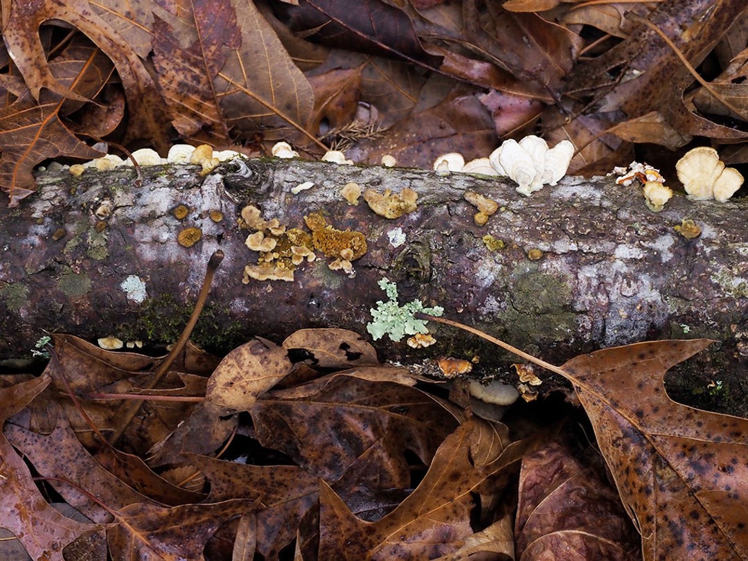 Woodland lichen and fungi