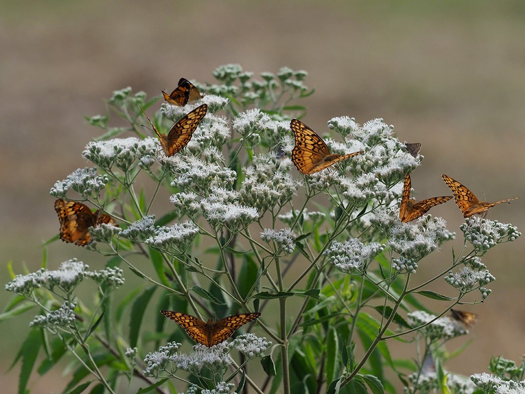 Variegated fritillaries, Eupatorium serotinum