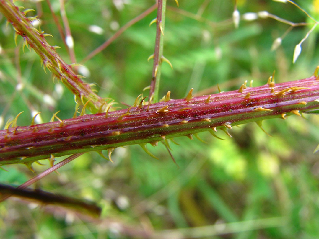 Red stem with prickles