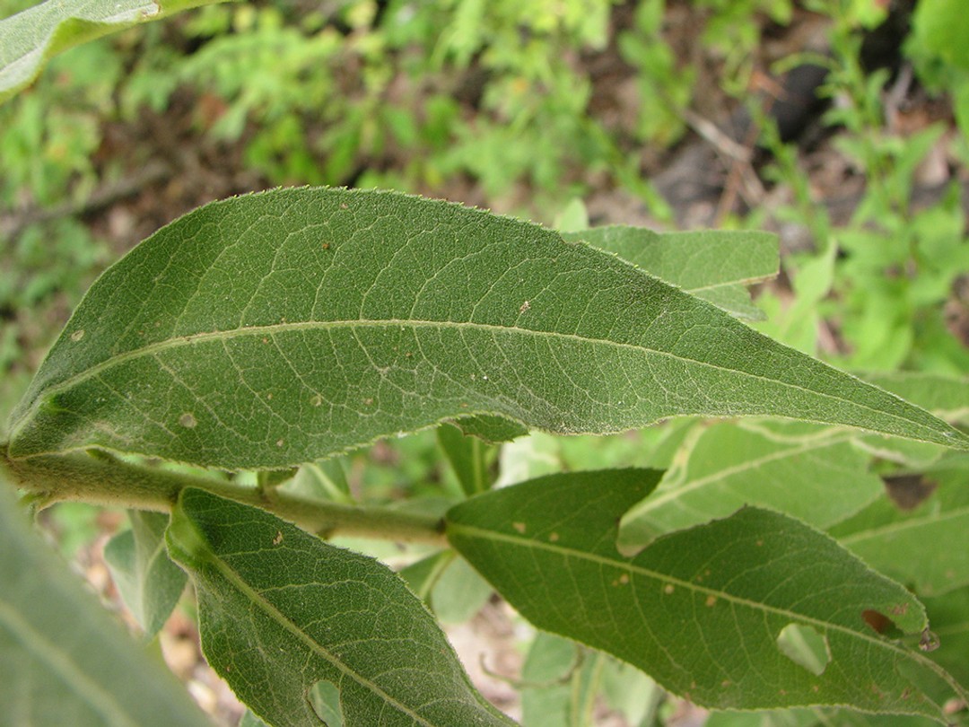 Upper leaf