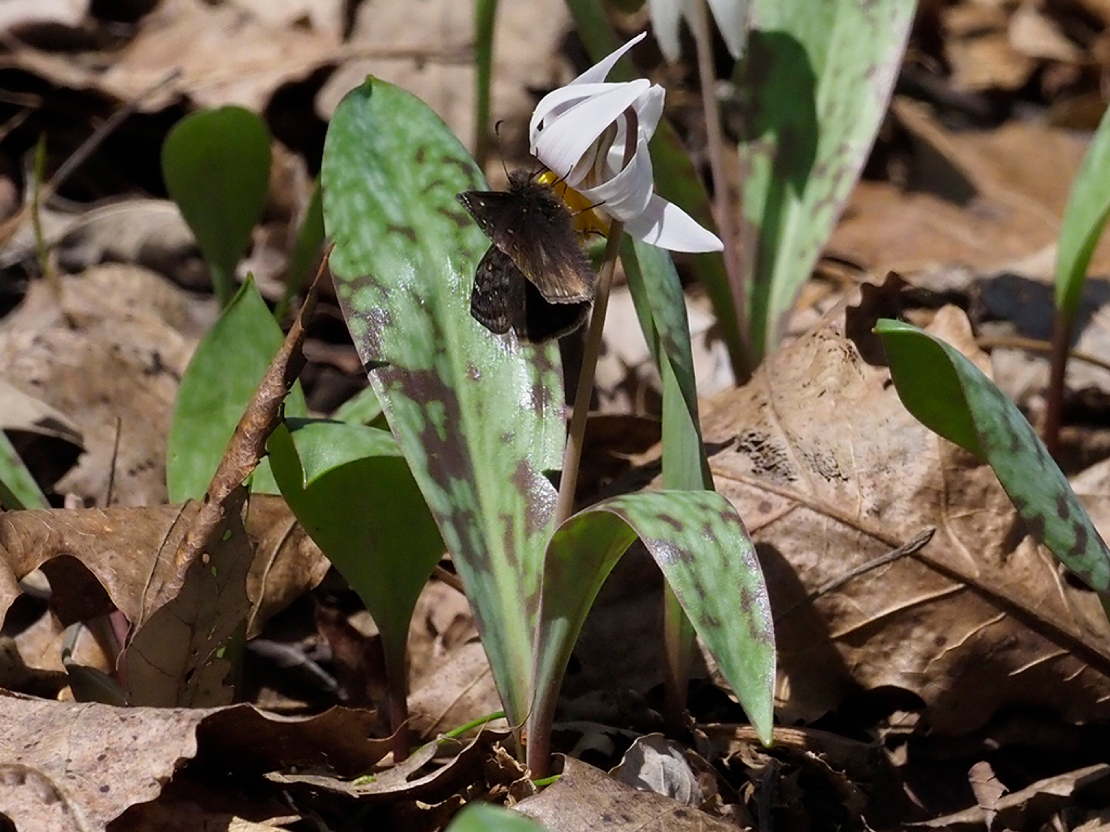 Duskywing butterfly nectaring on Trout lily