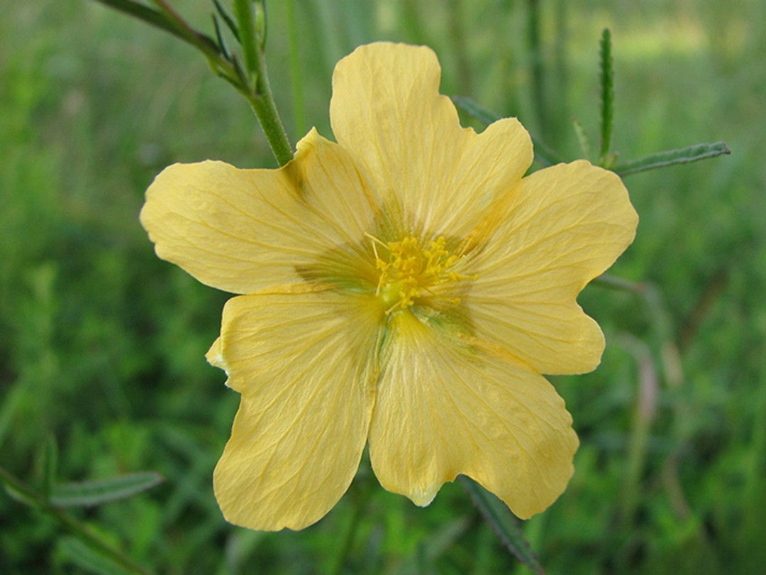 Sida elliottii flower