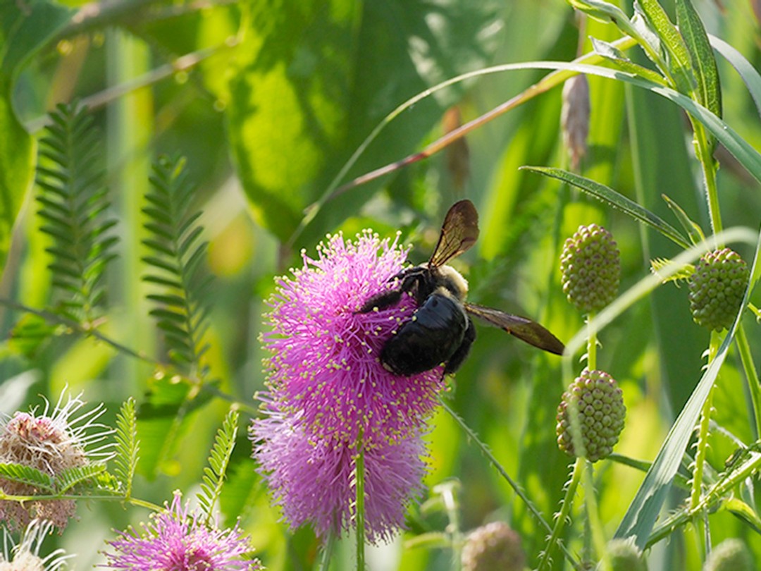 Large Carpenter Bee