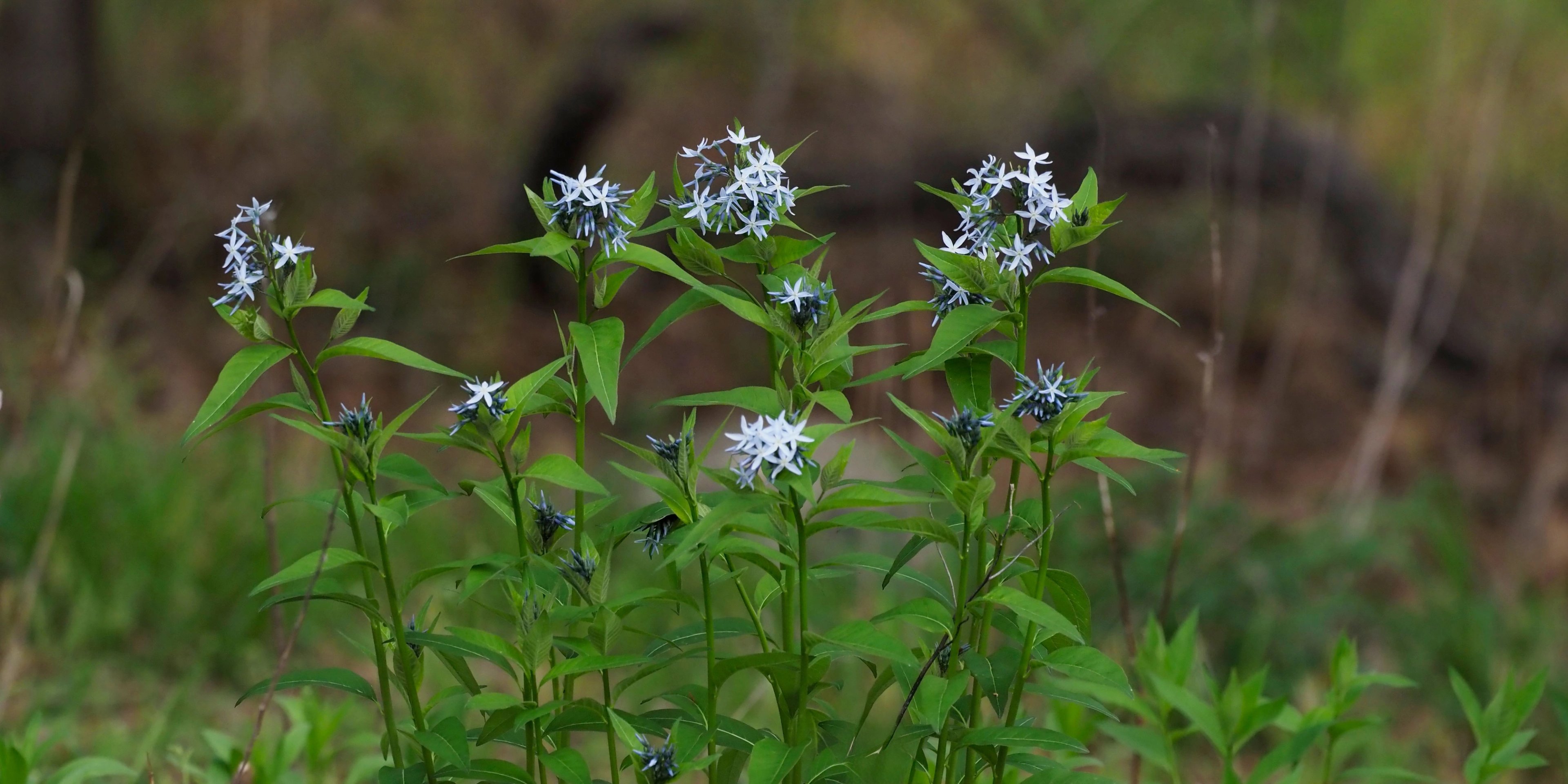Amsonia tabernaemontana flowering