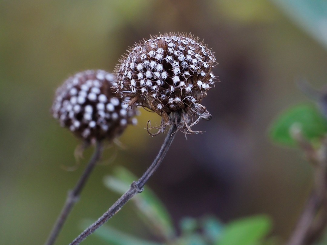 Ripe seed head of Bee balm