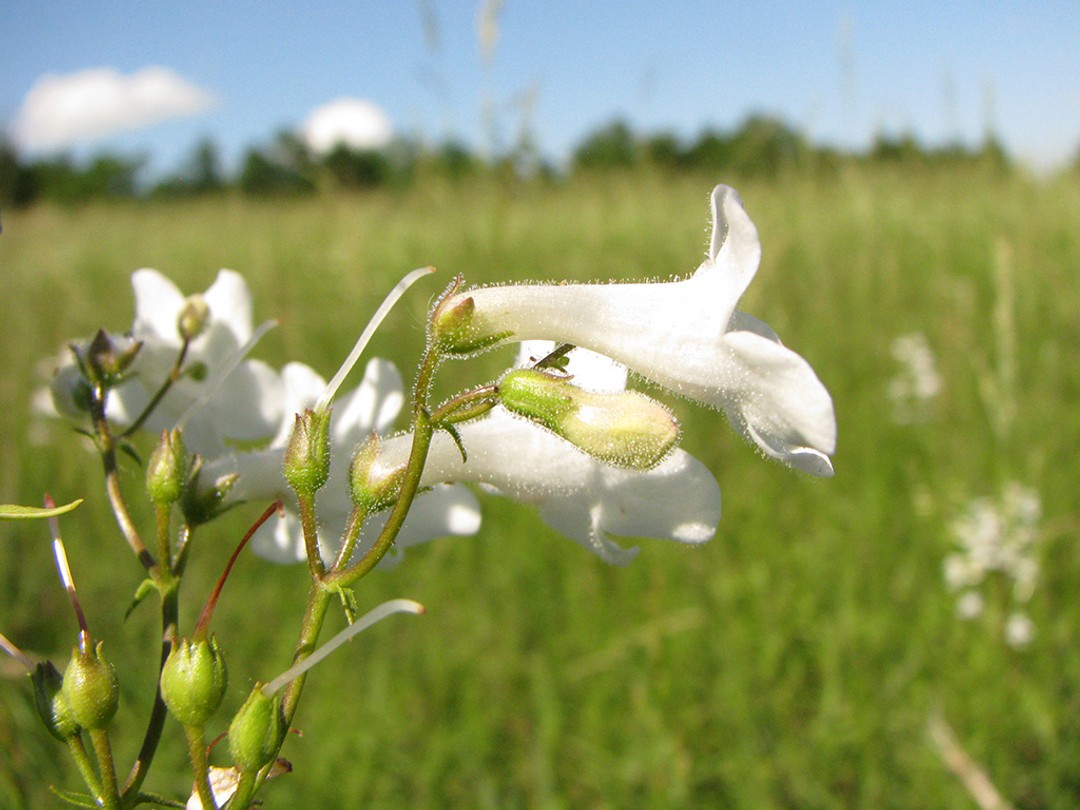 Pubescent flowers and calyx