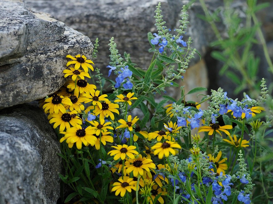 with Rudbeckia missouriensis