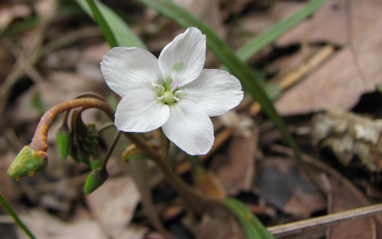 Spring Beauty in woodland habitat