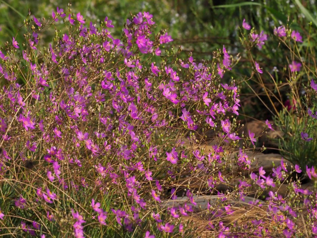 Mass of flowers at peak bloom