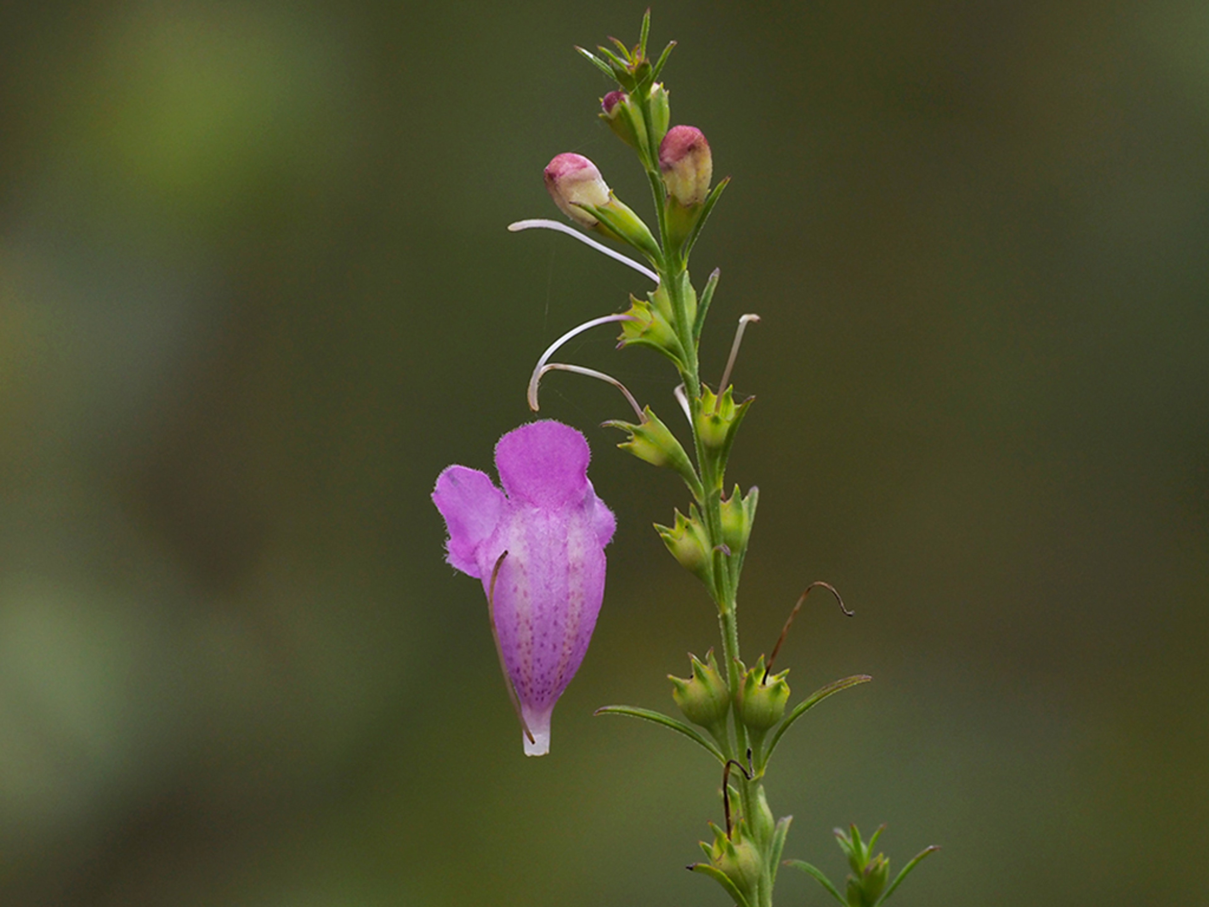 Dangling corolla in late afternoon
