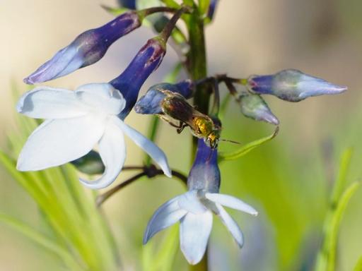 Metallic green sweat bee