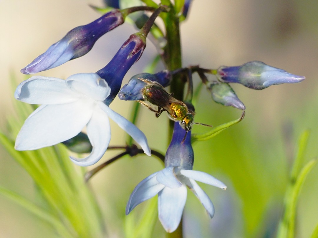 Metallic green sweat bee