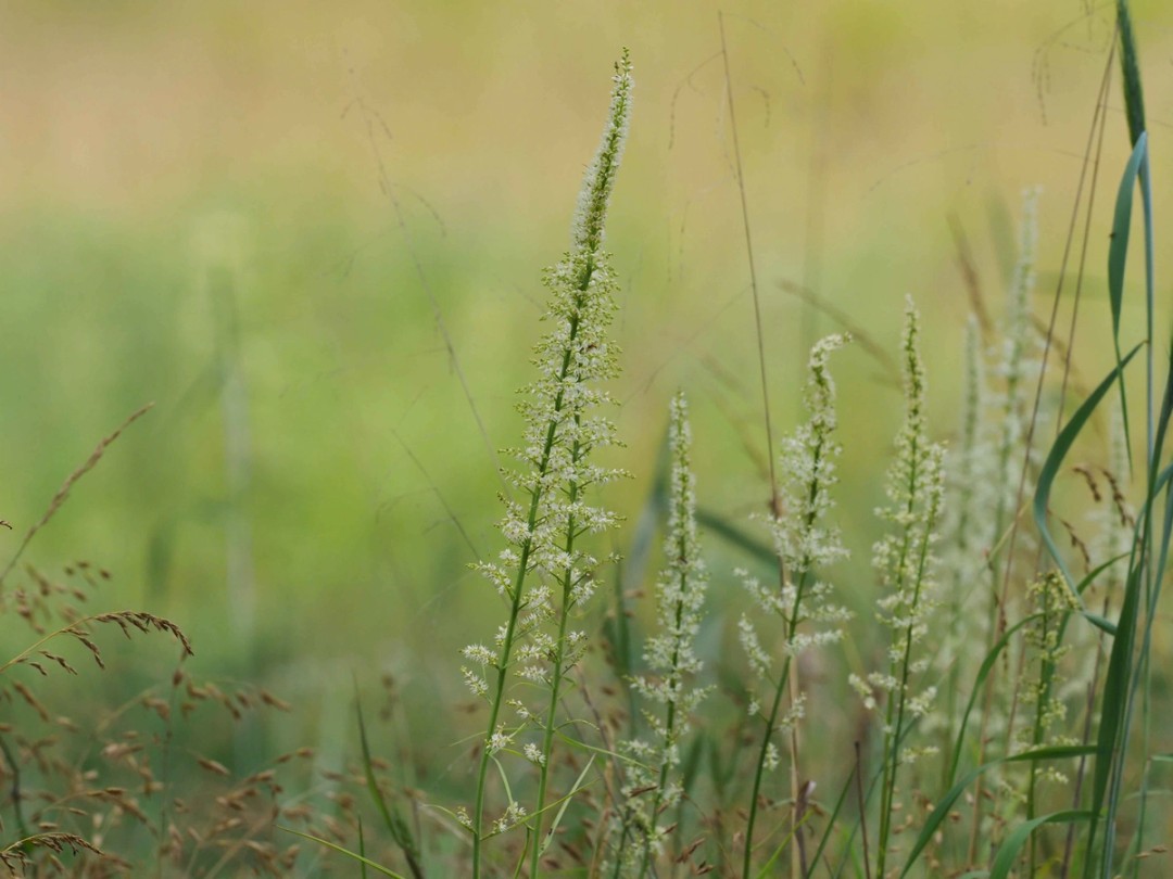 Spikes of white flowers