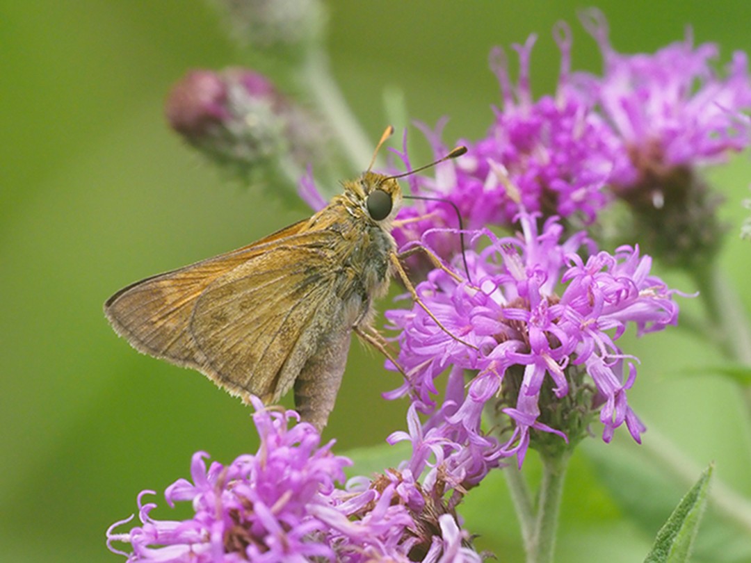 Sachem Skipper