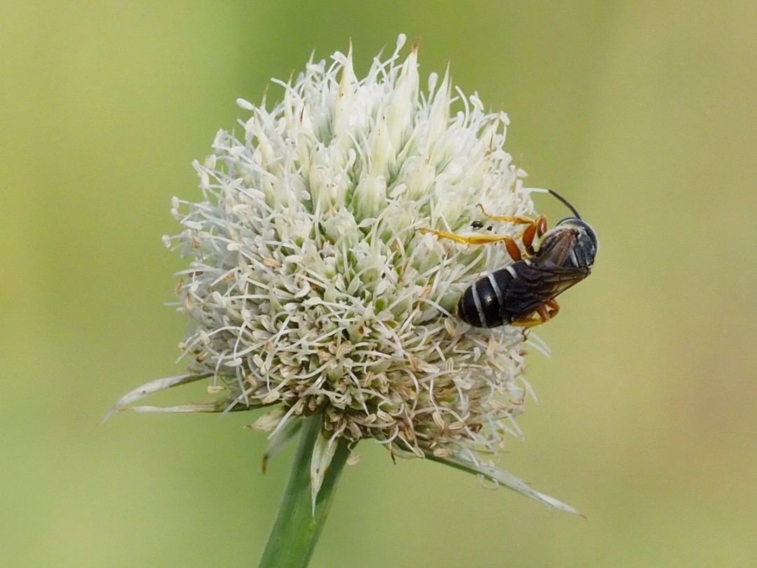 Furrow bee (Genus Halictus)