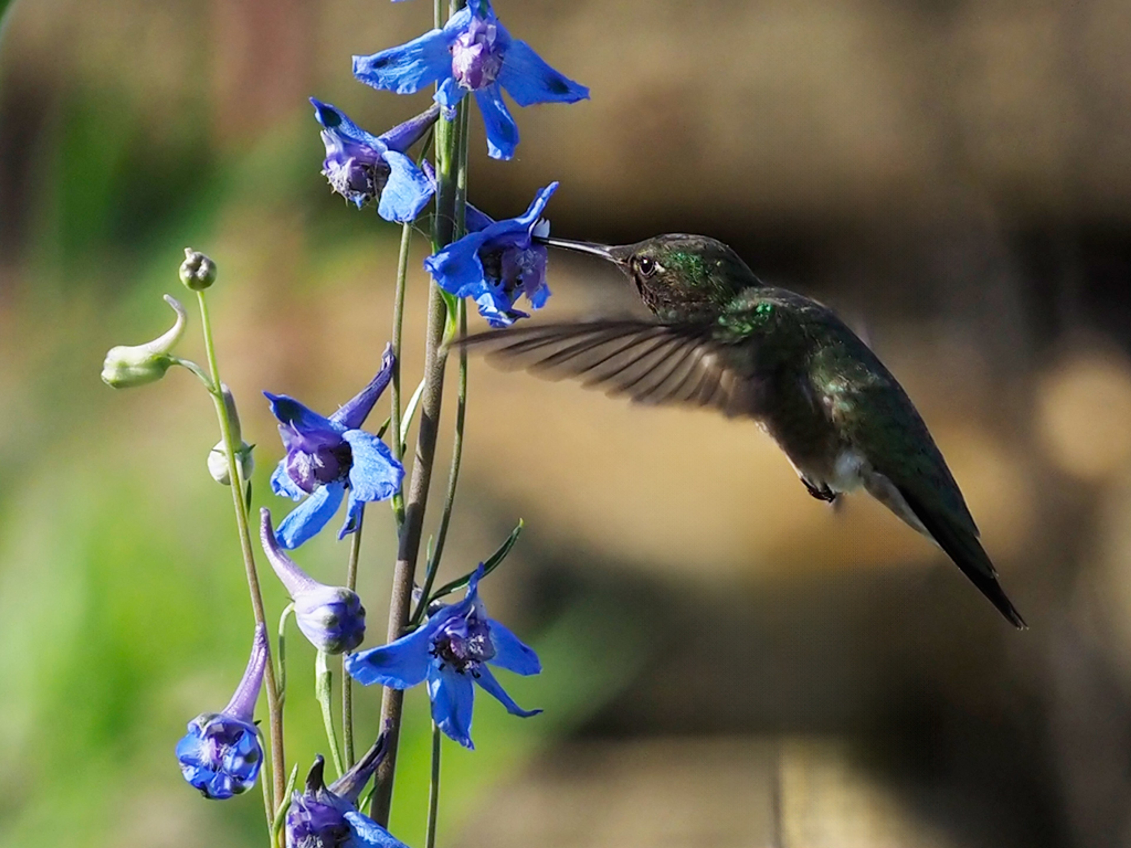 Ruby-throated hummingbird with beak inserted collecting nectar
