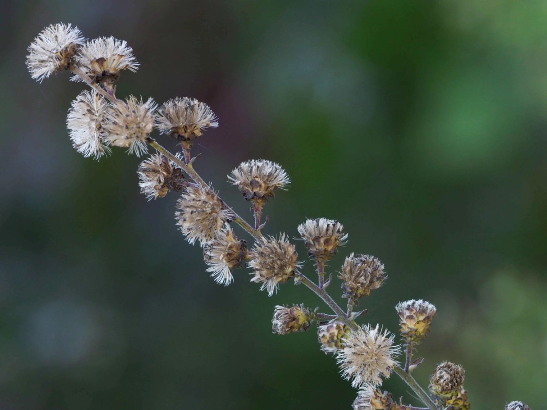 Ripe seed heads