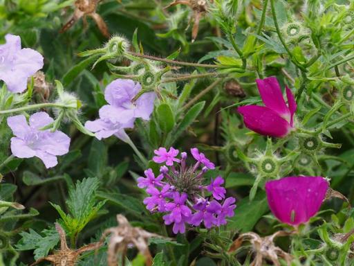 Ruellia humilis & Callirhoe involucrata