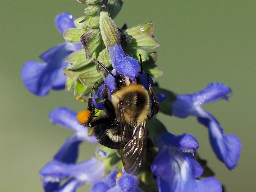 Bombus Impatiens