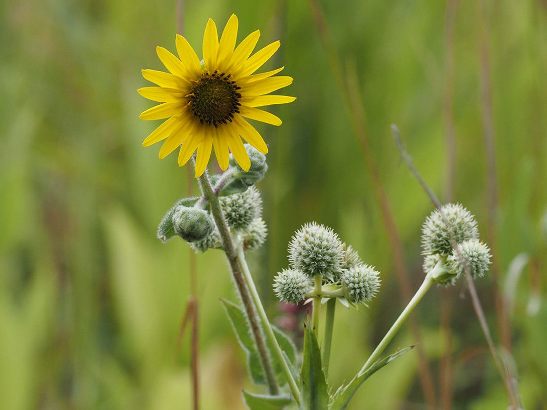 Helianthis mollis with Eryngium yuccilfoium