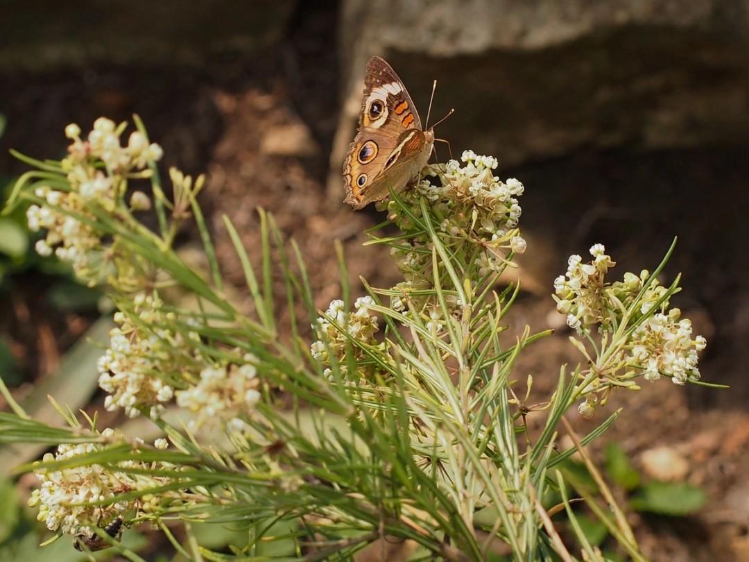 Common buckeye