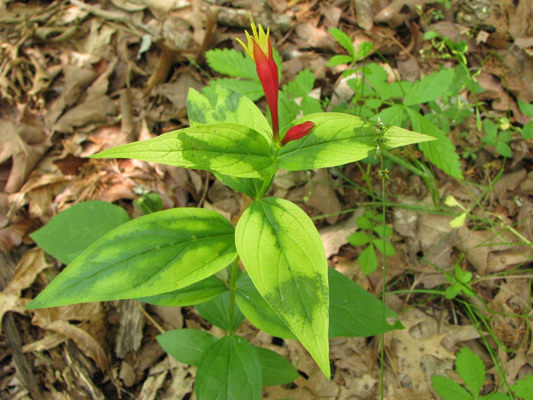 Yellow areas on leaves