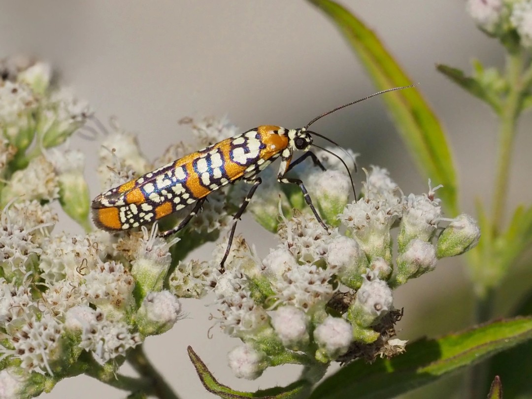 Ailanthus Webworm