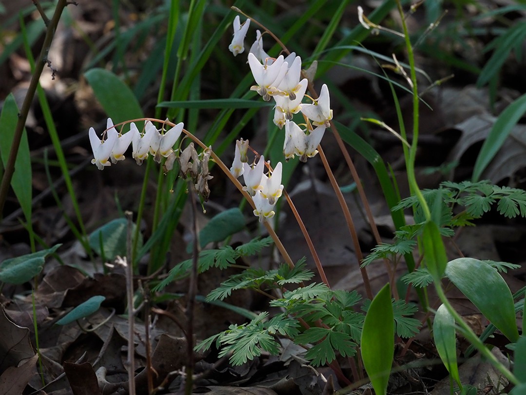 Dutchman's breeches (Dicentra cucullaria)