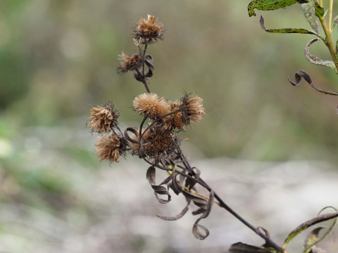 Ripe seed heads