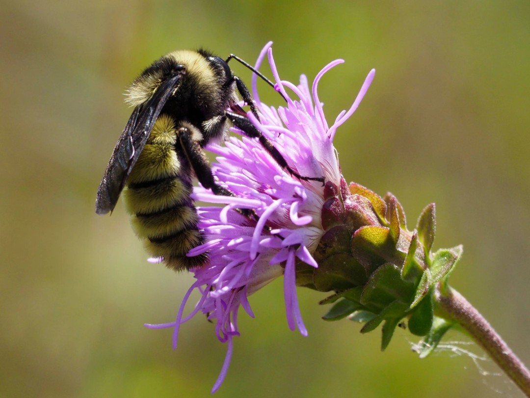 American Bumble bee (Male)