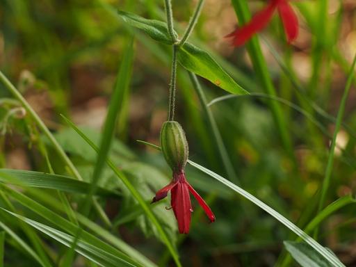 Swollen calyx bends down