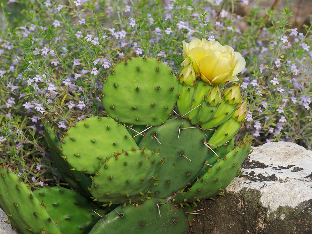Opuntia