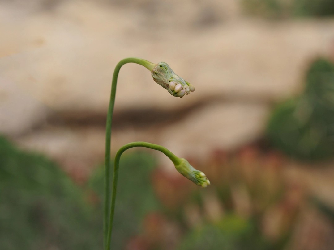 Early buds wrapped in spathe