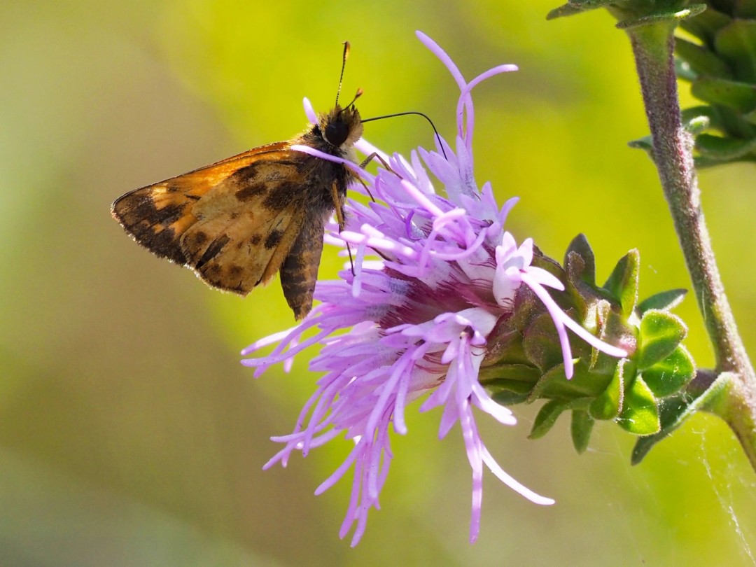 Zabulon Skipper