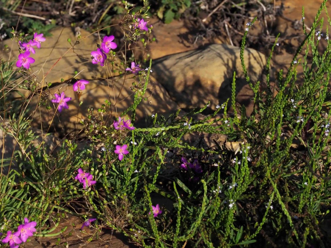 with Phemeranthus calycinus