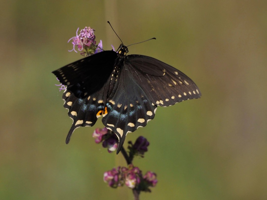 Black Swallowtail