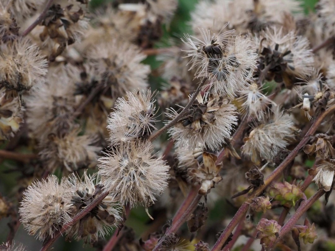 Close look at fluffy seed heads