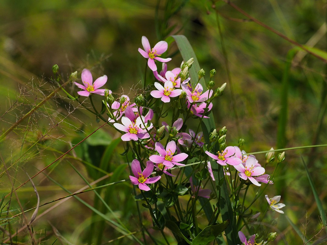 Pink and white flowers