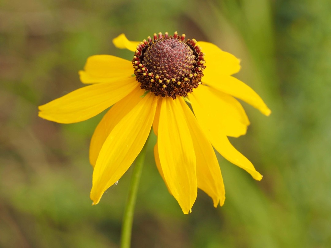 Disk and Ray florets