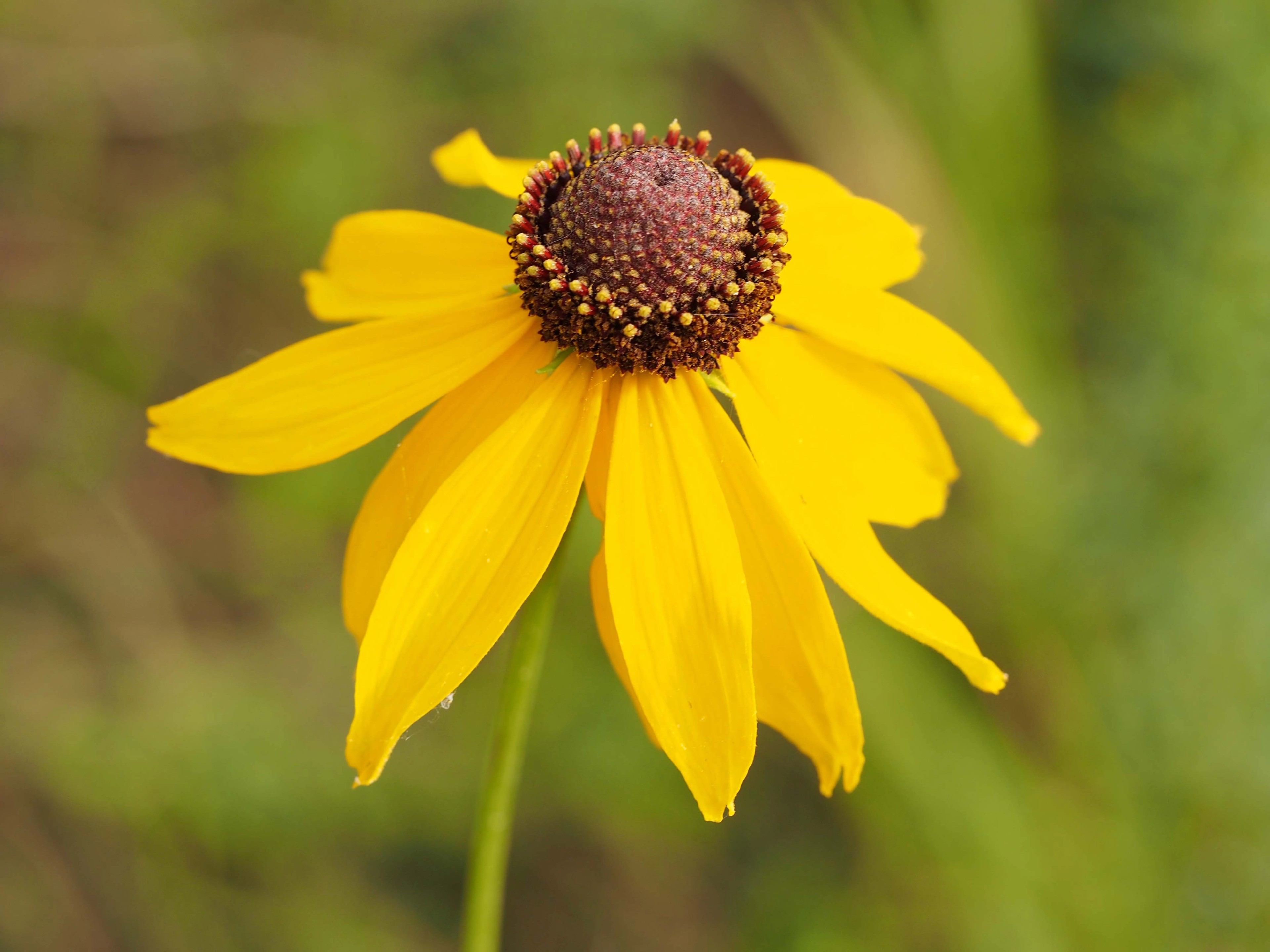 Rudbeckia hirta