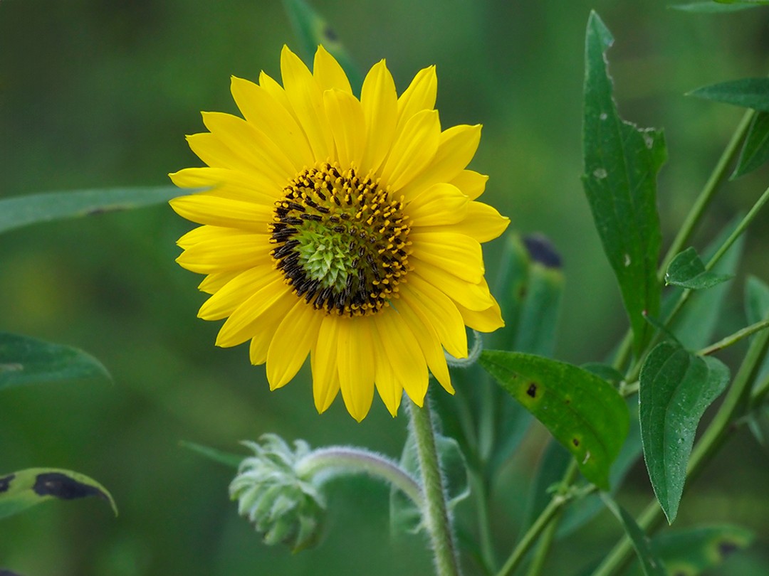 Ray and disc flowers