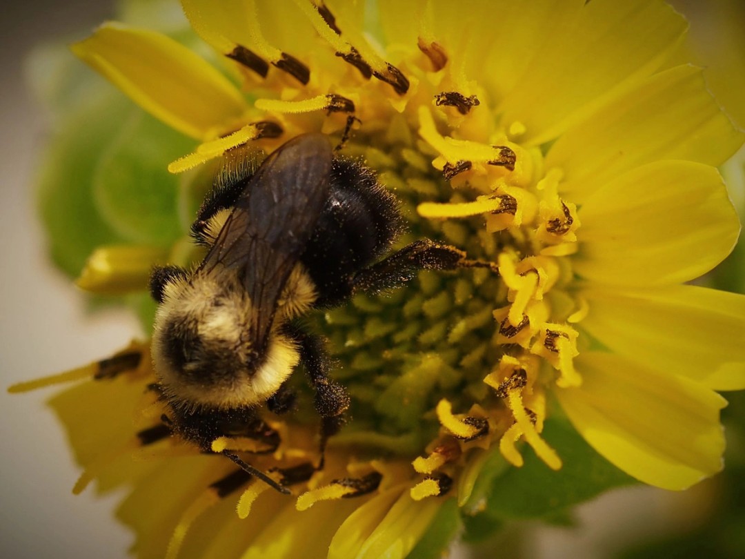 Common Eastern Bumble Bee