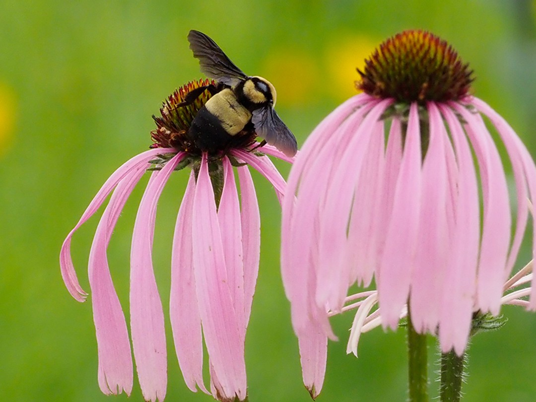 Southern Plains Bumblebee