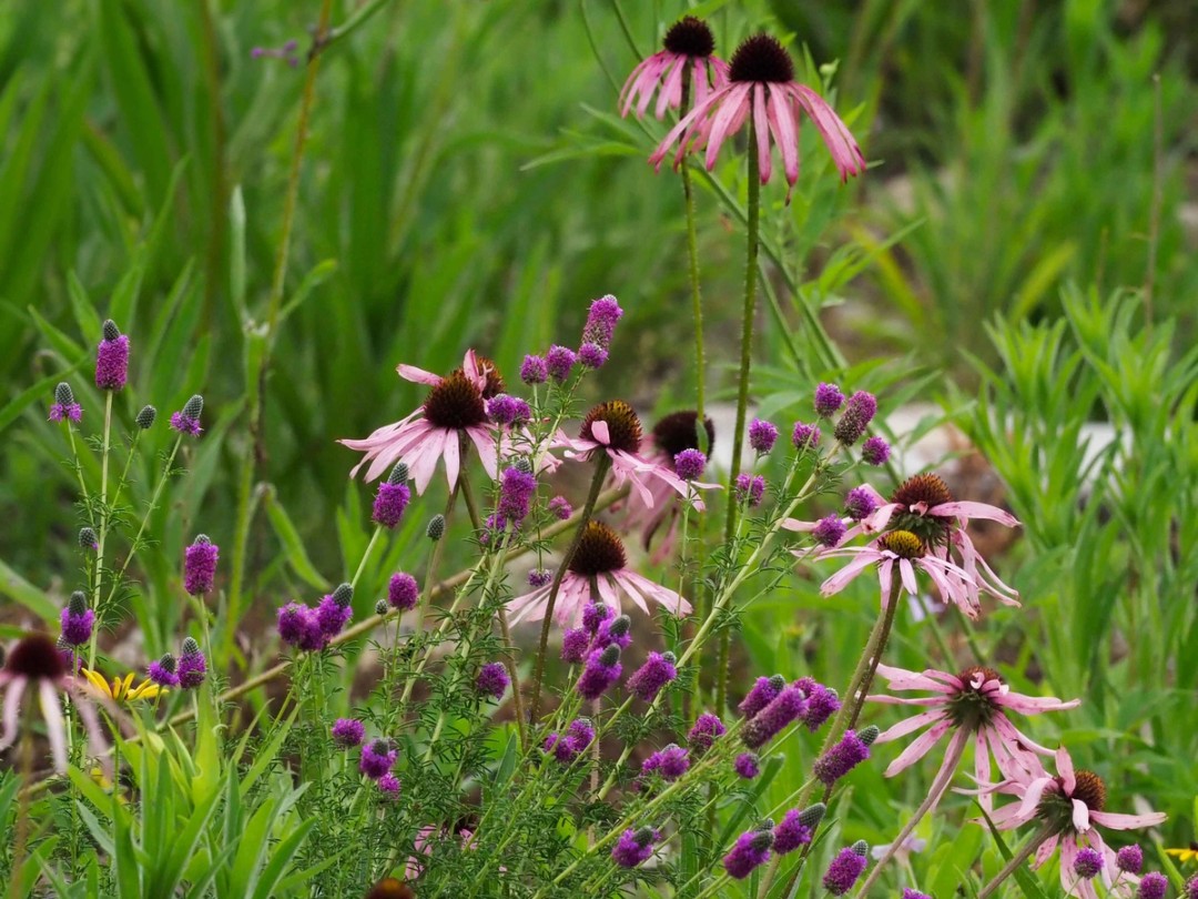 Echinacea simulata