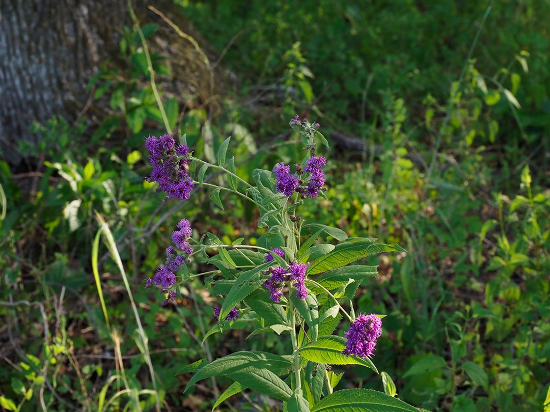 Woodland edge habitat