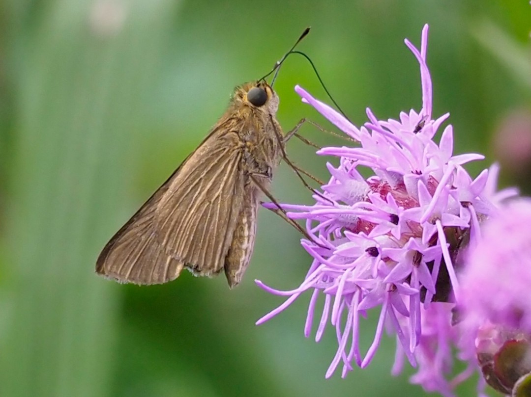 Ocola skipper