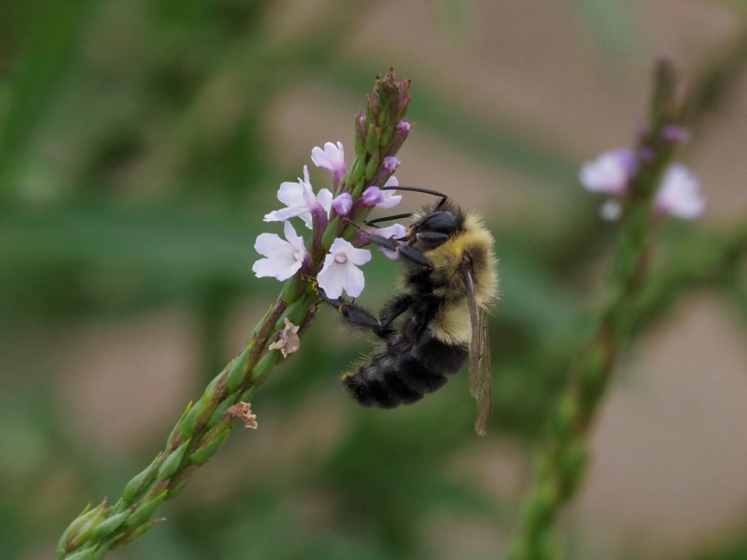 Common Eastern Bumblebee