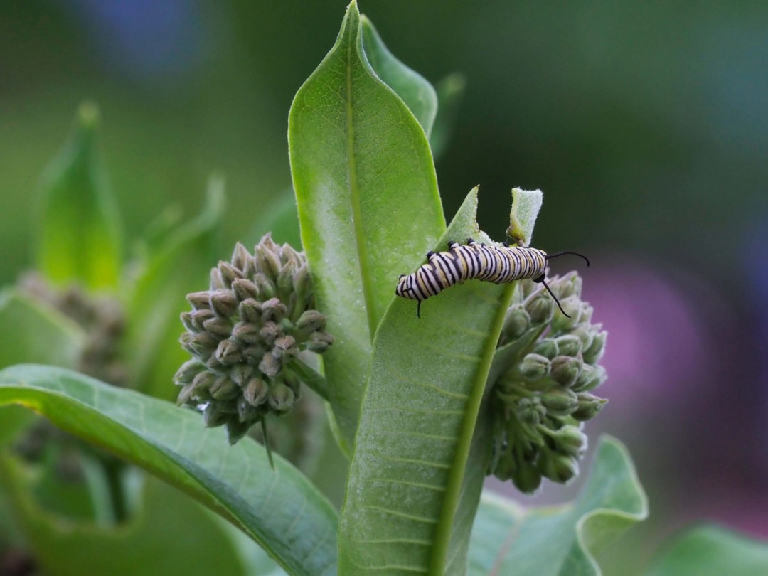 Monarch caterpillar