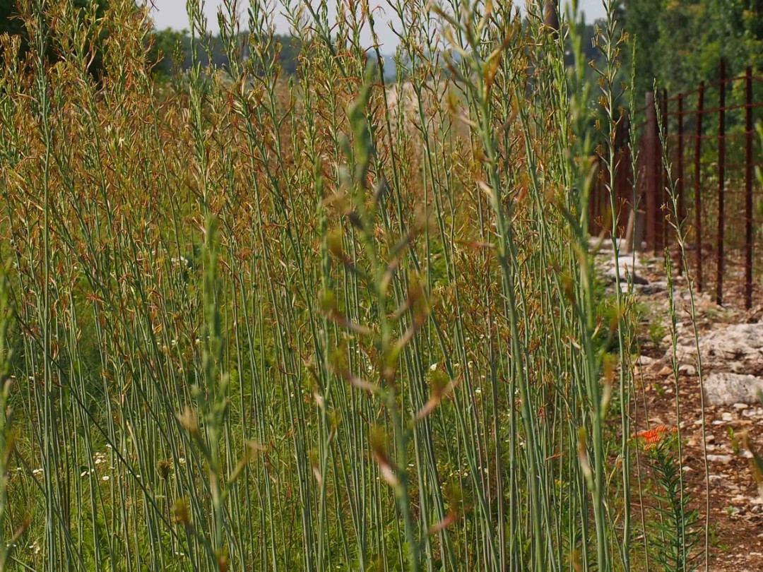 With Asclepias tuberosa